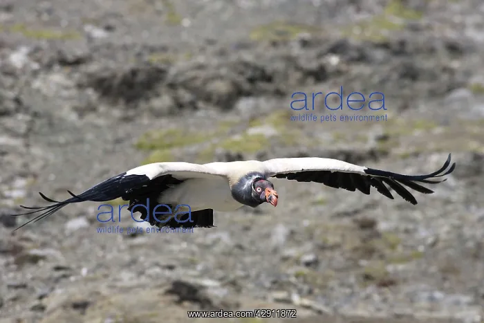 : King Vulture - in flight : King Vulture - in flight
