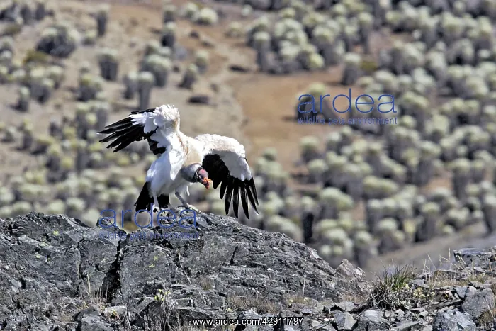 : King Vulture - landing : King Vulture - landing