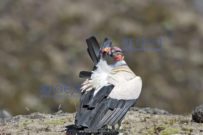 : King Vulture - preening : King Vulture - preening