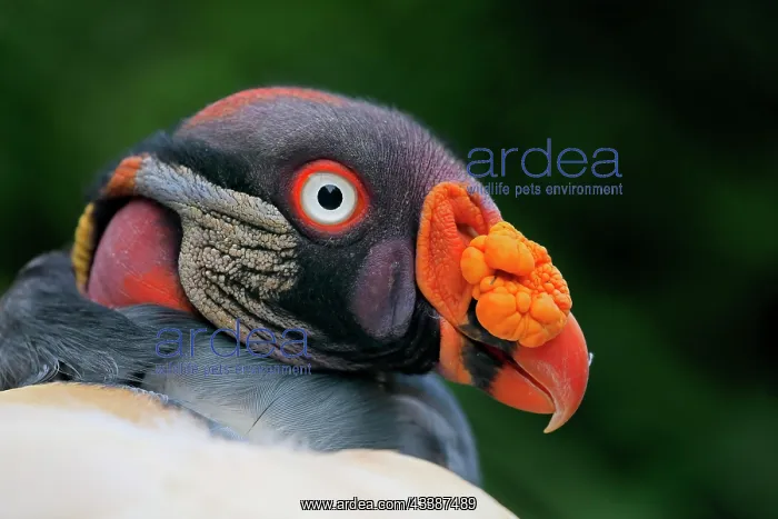: King Vulture (Sarcoramphus papa), adult, portrai : King Vulture (Sarcoramphus papa), adult, portrai