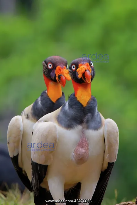 : King Vulture - two Sarcoramphus papa Boco Tapada, Costa Rica : King Vulture - two Sarcoramphus papa Boco Tapada, Costa Rica