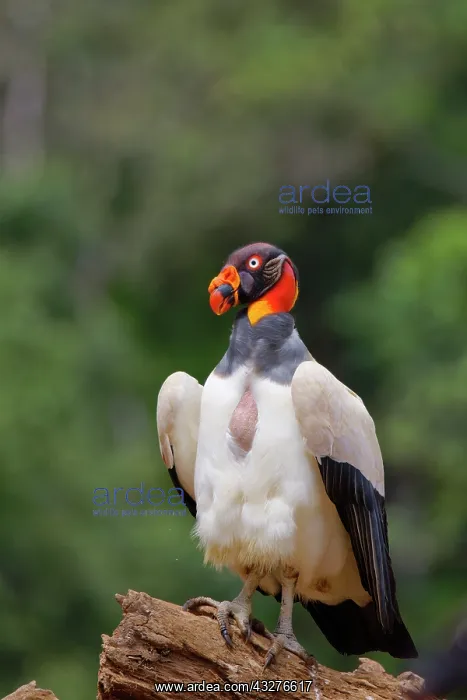 : King Vulture Sarcoramphus papa Boco Tapada, Costa Rica BI034 : King Vulture Sarcoramphus papa Boco Tapada, Costa Rica BI034