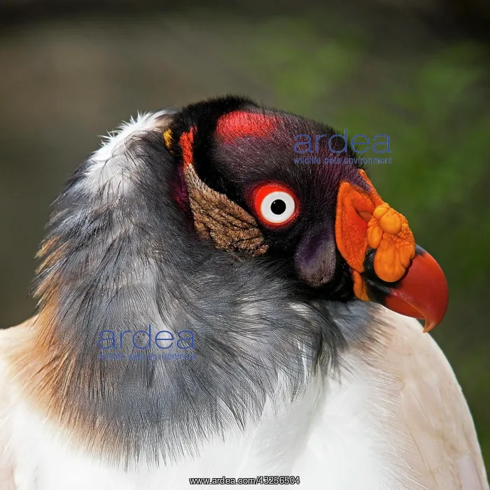 : King Vulture (sarcoramphus papa), Portrait of Adult : King Vulture (sarcoramphus papa), Portrait of Adult
