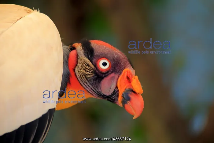 : King Vulture (Sarcoramphus papa), South America : King Vulture (Sarcoramphus papa), South America