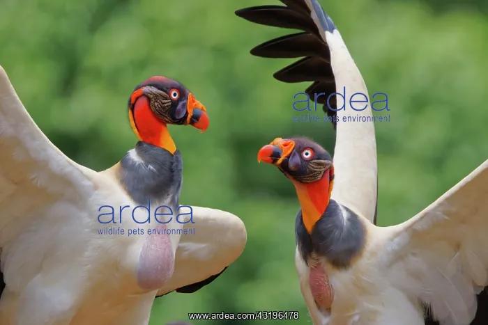 : King Vulture - showing aggression Sarcoramphus papa Boco Tap : King Vulture - showing aggression Sarcoramphus papa Boco Tap