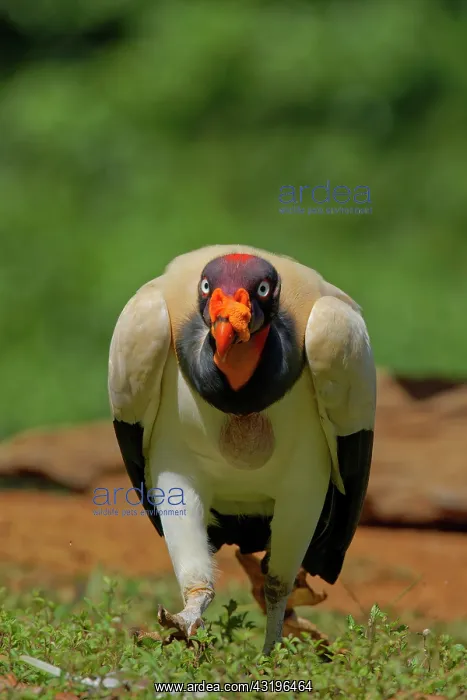 : King Vulture - walking along Sarcoramphus papa Boco Tapada : King Vulture - walking along Sarcoramphus papa Boco Tapada
