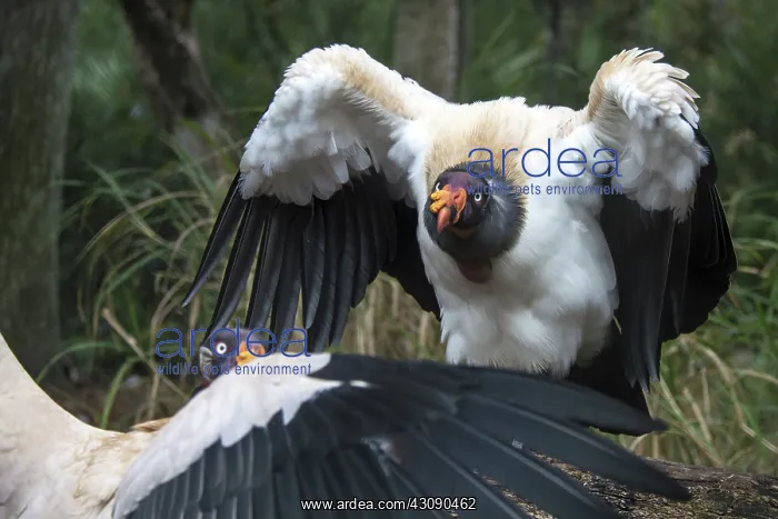 : King Vultures : King Vultures
