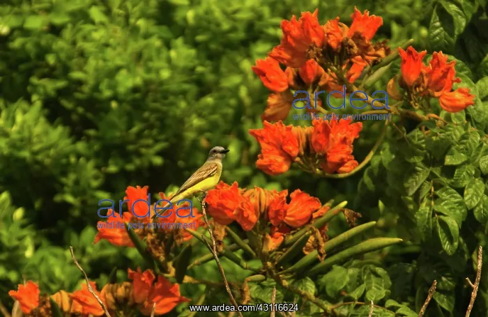: Kingbird (Tyrannus sp.), Acapulco, Mexico : Kingbird (Tyrannus sp.), Acapulco, Mexico