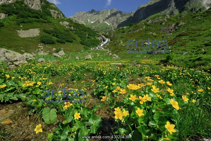 : Kingcup Marsh Marigold : Kingcup Marsh Marigold