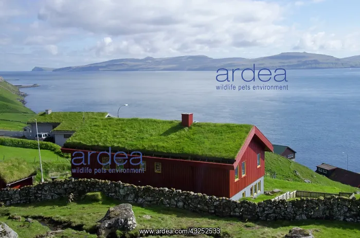 : Kingdom of Denmark, Faroe Islands, Southern : Kingdom of Denmark, Faroe Islands, Southern