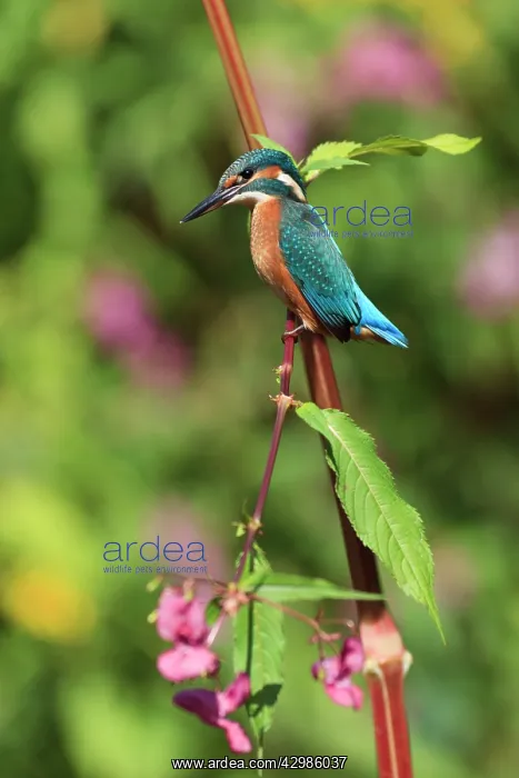 : Kingfisher : Kingfisher