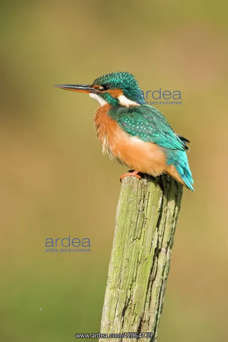 : Kingfisher - Adult female : Kingfisher - Adult female