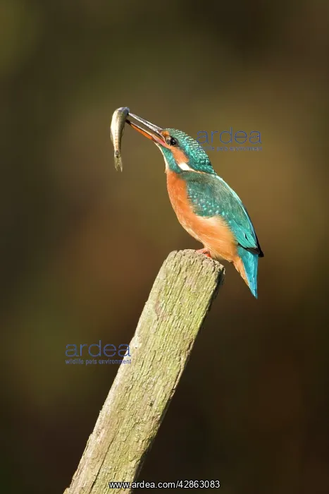 : Kingfisher - Adult female adjusting minnow in : Kingfisher - Adult female adjusting minnow in