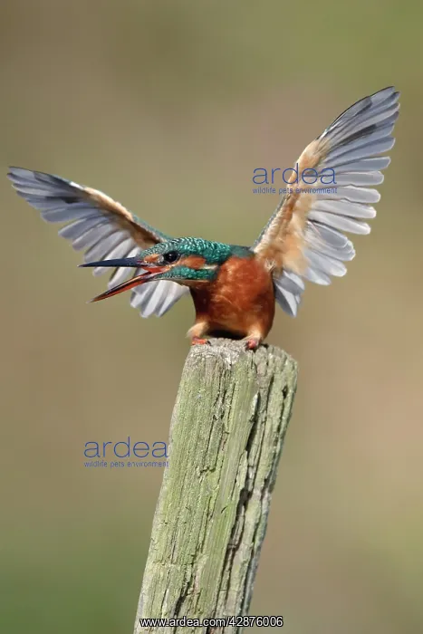 : Kingfisher - adult female in defensive posture : Kingfisher - adult female in defensive posture