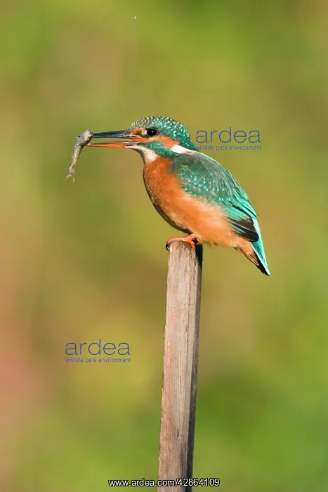 : Kingfisher - Adult female perched holding a minnow : Kingfisher - Adult female perched holding a minnow