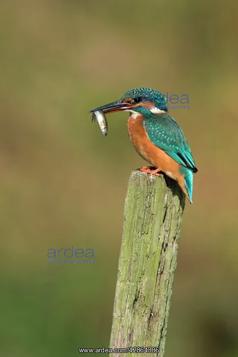 : Kingfisher - Adult female perched holding a minnow : Kingfisher - Adult female perched holding a minnow