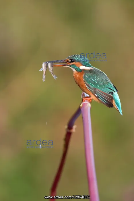  : Kingfisher - Adult female perched on plant stem