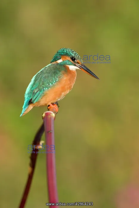 : Kingfisher - Adult female perched on plant stem : Kingfisher - Adult female perched on plant stem