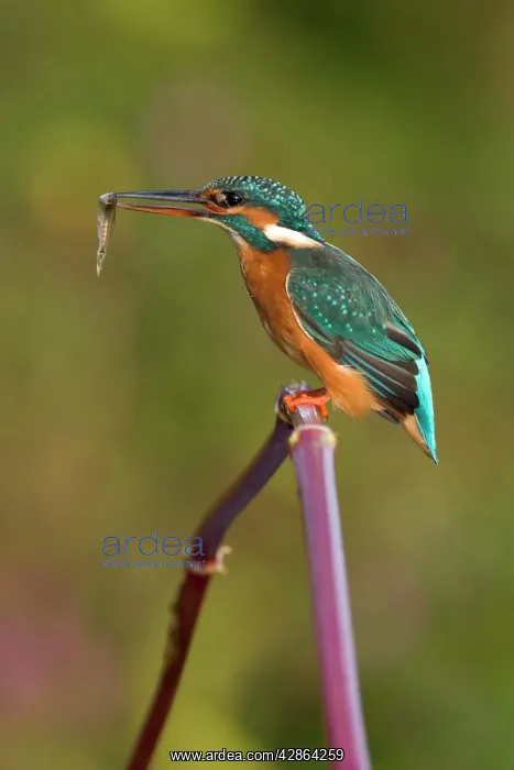 : Kingfisher - Adult female perched on plant stem : Kingfisher - Adult female perched on plant stem