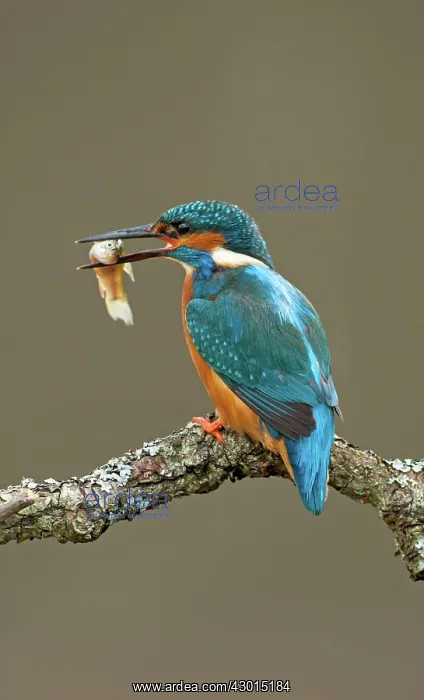  : Kingfisher adult with fish prey spring
