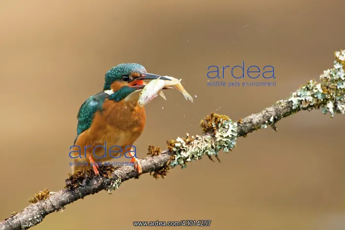 : Kingfisher adult on lichen covered branch with : Kingfisher adult on lichen covered branch with