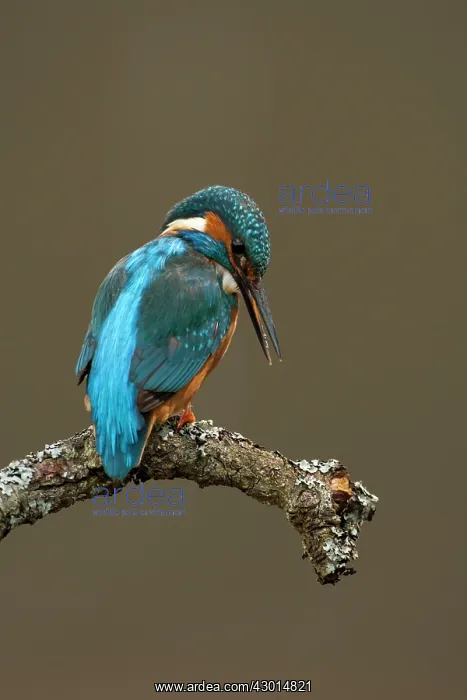 : Kingfisher adult male on branch : Kingfisher adult male on branch