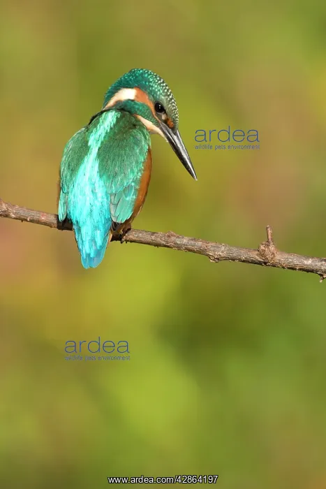 : Kingfisher - Adult male perched on a branch looking : Kingfisher - Adult male perched on a branch looking