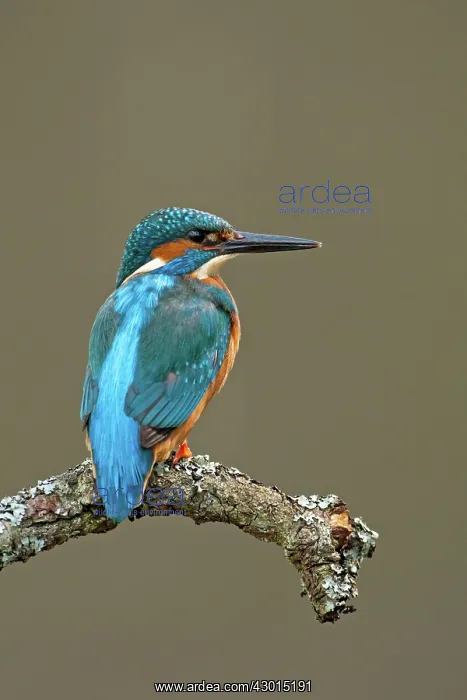  : Kingfisher adult spring