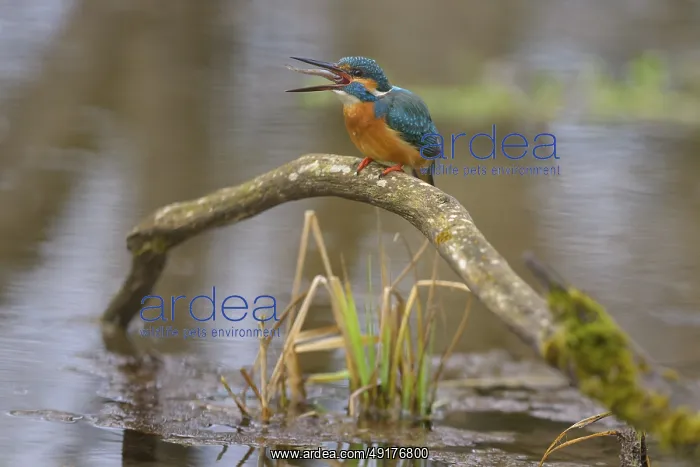 : Kingfisher (Alcedo atthis), devouring a fish caught on a moss-covered branch in the water : Kingfisher (Alcedo atthis), devouring a fish caught on a moss-covered branch in the water