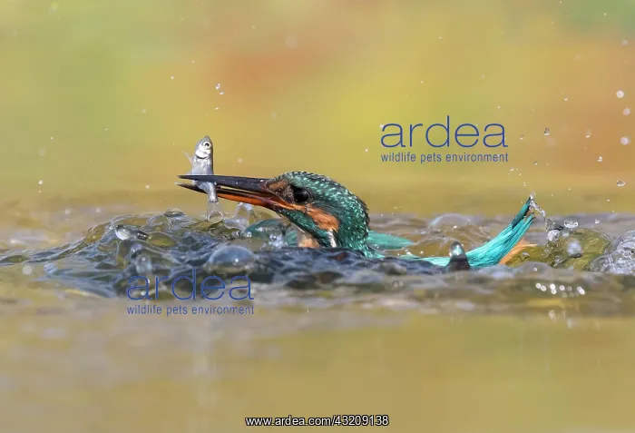 : Kingfisher (Alcedo atthis) Female catching a fish : Kingfisher (Alcedo atthis) Female catching a fish