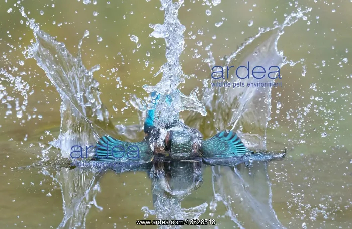 : Kingfisher (Alcedo atthis) Female diving in water : Kingfisher (Alcedo atthis) Female diving in water
