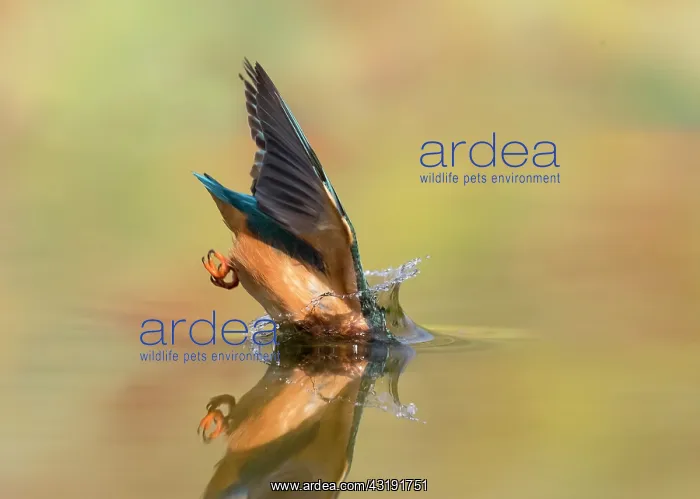 : Kingfisher (Alcedo atthis) Female kingfisher diving : Kingfisher (Alcedo atthis) Female kingfisher diving