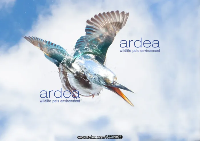 : Kingfisher (Alcedo atthis) Female kingfisher diving : Kingfisher (Alcedo atthis) Female kingfisher diving