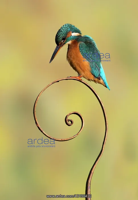: Kingfisher (Alcedo atthis) Female kingfisher perched : Kingfisher (Alcedo atthis) Female kingfisher perched