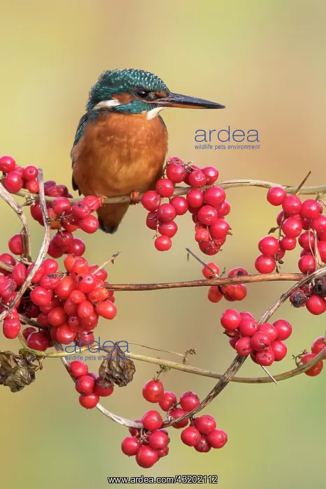 : Kingfisher (Alcedo atthis) Female kingfisher perched : Kingfisher (Alcedo atthis) Female kingfisher perched