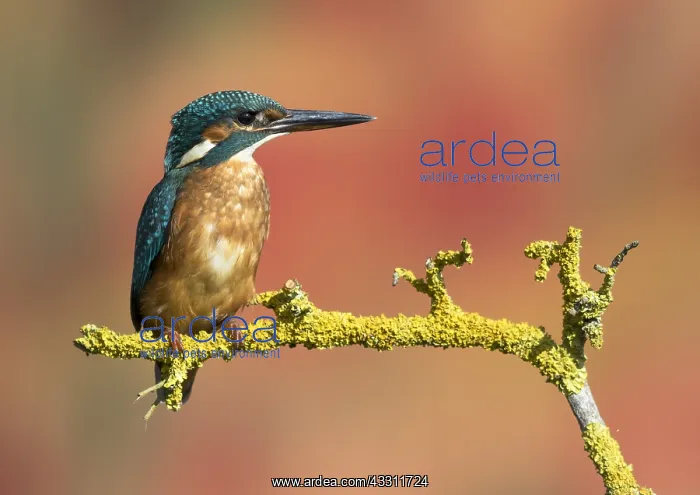 : Kingfisher (Alcedo atthis) Female kingfisher perched : Kingfisher (Alcedo atthis) Female kingfisher perched