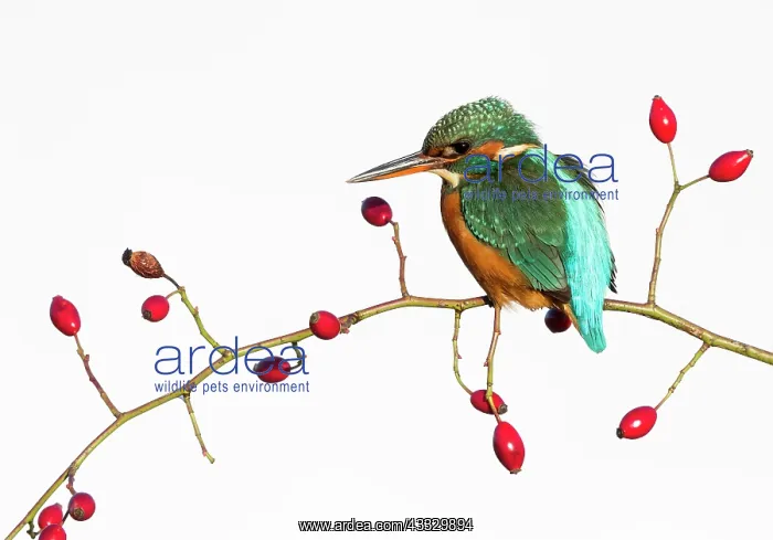 : Kingfisher (Alcedo atthis) Female perched amongst : Kingfisher (Alcedo atthis) Female perched amongst