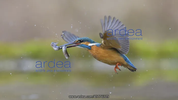 : Kingfisher (Alcedo atthis), in flight with two fish in its beak : Kingfisher (Alcedo atthis), in flight with two fish in its beak