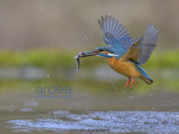 : Kingfisher (Alcedo atthis), in flight with two fish in its beak : Kingfisher (Alcedo atthis), in flight with two fish in its beak