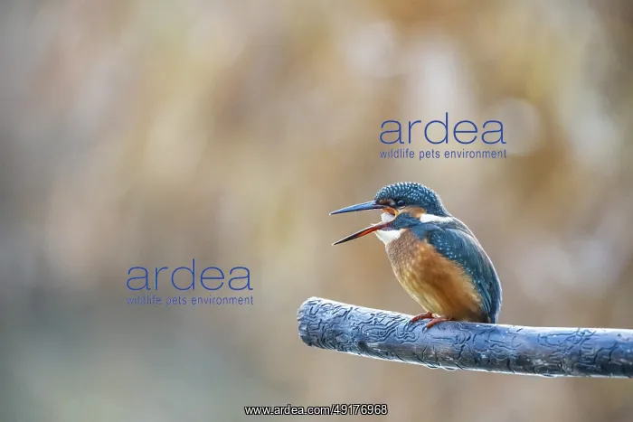 : Kingfisher (Alcedo atthis) Germany : Kingfisher (Alcedo atthis) Germany