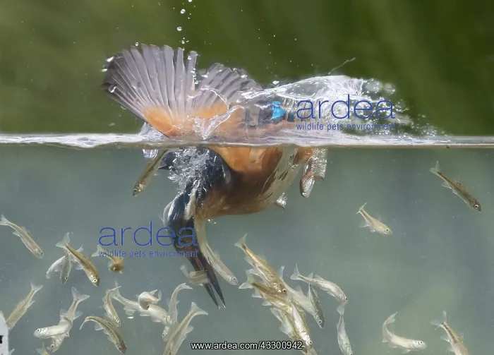 : Kingfisher (Alcedo atthis) Kingfisher catching a : Kingfisher (Alcedo atthis) Kingfisher catching a