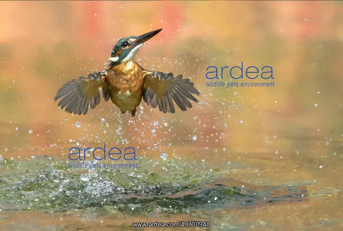 : Kingfisher (Alcedo atthis) Kingfisher coming out : Kingfisher (Alcedo atthis) Kingfisher coming out