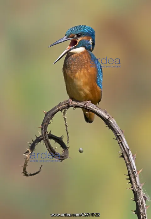 : Kingfisher (Alcedo atthis) Kingfisher ejecting fish : Kingfisher (Alcedo atthis) Kingfisher ejecting fish