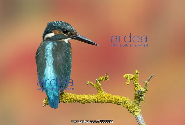 : Kingfisher (Alcedo atthis) Kingfisher perched on : Kingfisher (Alcedo atthis) Kingfisher perched on