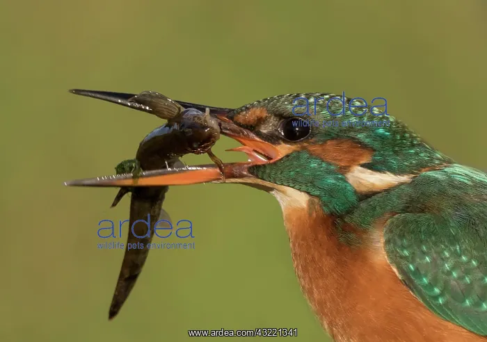 : Kingfisher (Alcedo atthis) Kingfisher with a spine : Kingfisher (Alcedo atthis) Kingfisher with a spine
