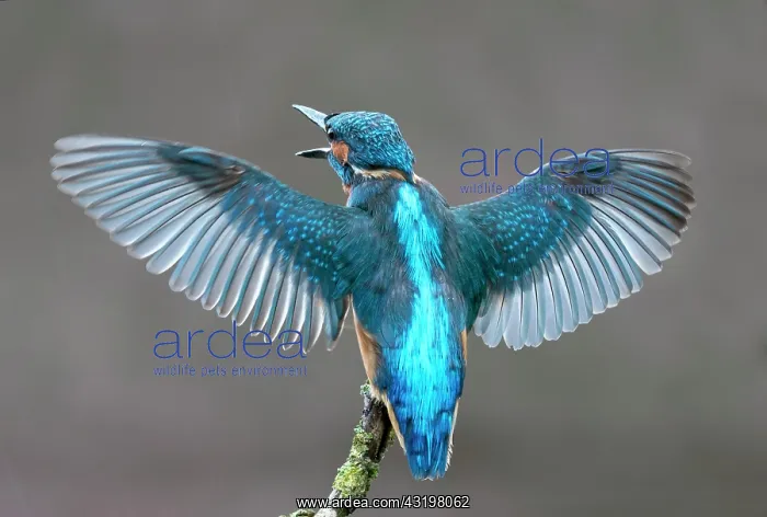 : Kingfisher (Alcedo atthis) perched on a branch with : Kingfisher (Alcedo atthis) perched on a branch with