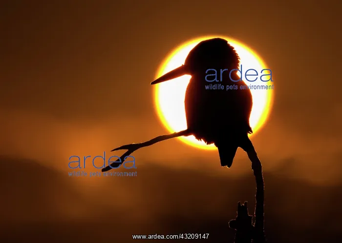 : Kingfisher (Alcedo atthis) silhouette at sunset : Kingfisher (Alcedo atthis) silhouette at sunset