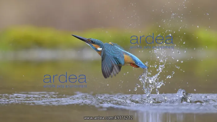 : Kingfisher (Alcedo atthis), taking off from the water : Kingfisher (Alcedo atthis), taking off from the water