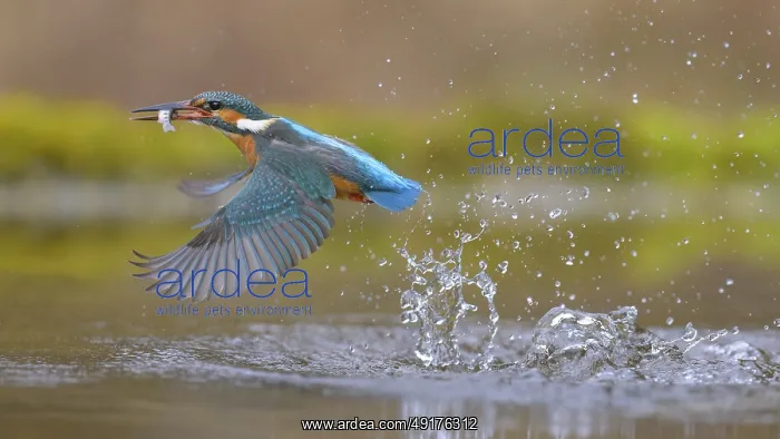 : Kingfisher (Alcedo atthis), taking off from the water with a fish in its beak : Kingfisher (Alcedo atthis), taking off from the water with a fish in its beak