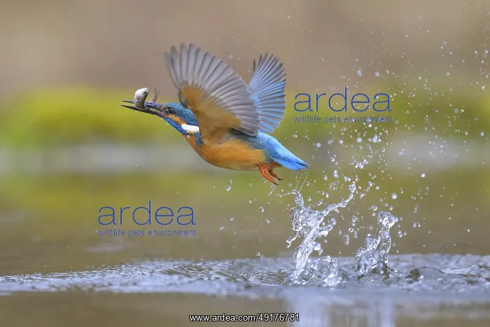 : Kingfisher (Alcedo atthis), taking off from the water with a fish in its beak : Kingfisher (Alcedo atthis), taking off from the water with a fish in its beak